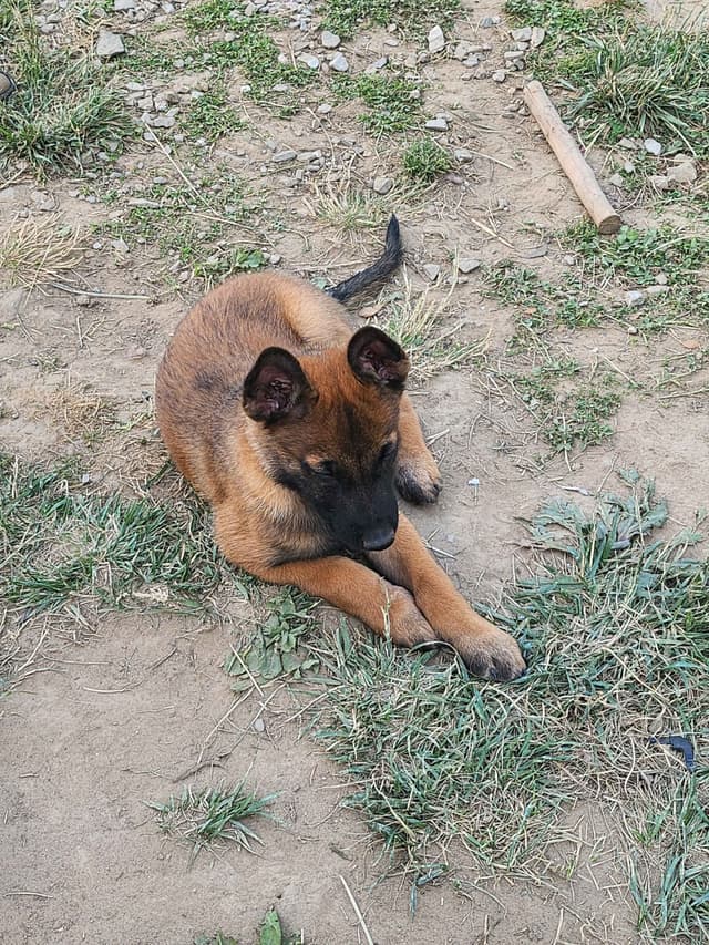Belgian Malinois Puppy media 8