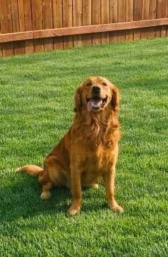 Southern Charm Golden Retrievers media 2