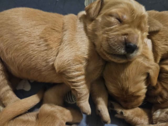 Southern Charm Golden Retrievers media 3