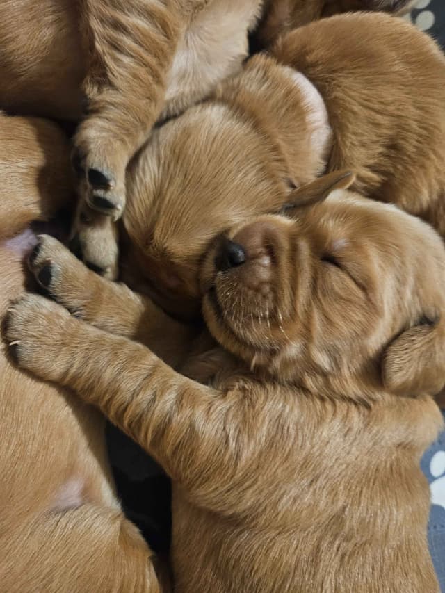 Southern Charm Golden Retrievers media 4