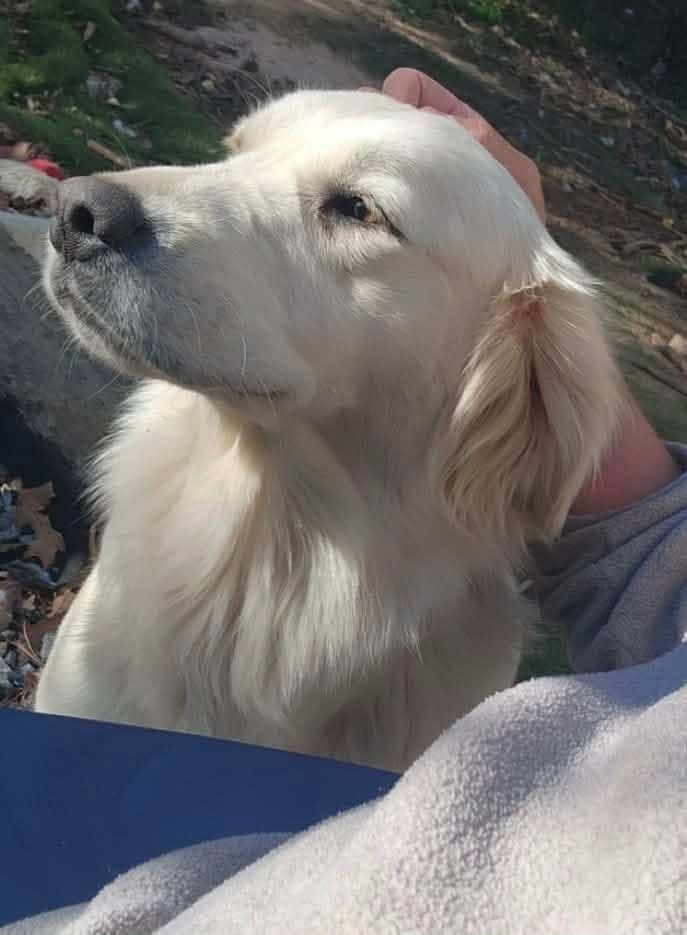 Southern Charm Golden Retrievers breeder image 3