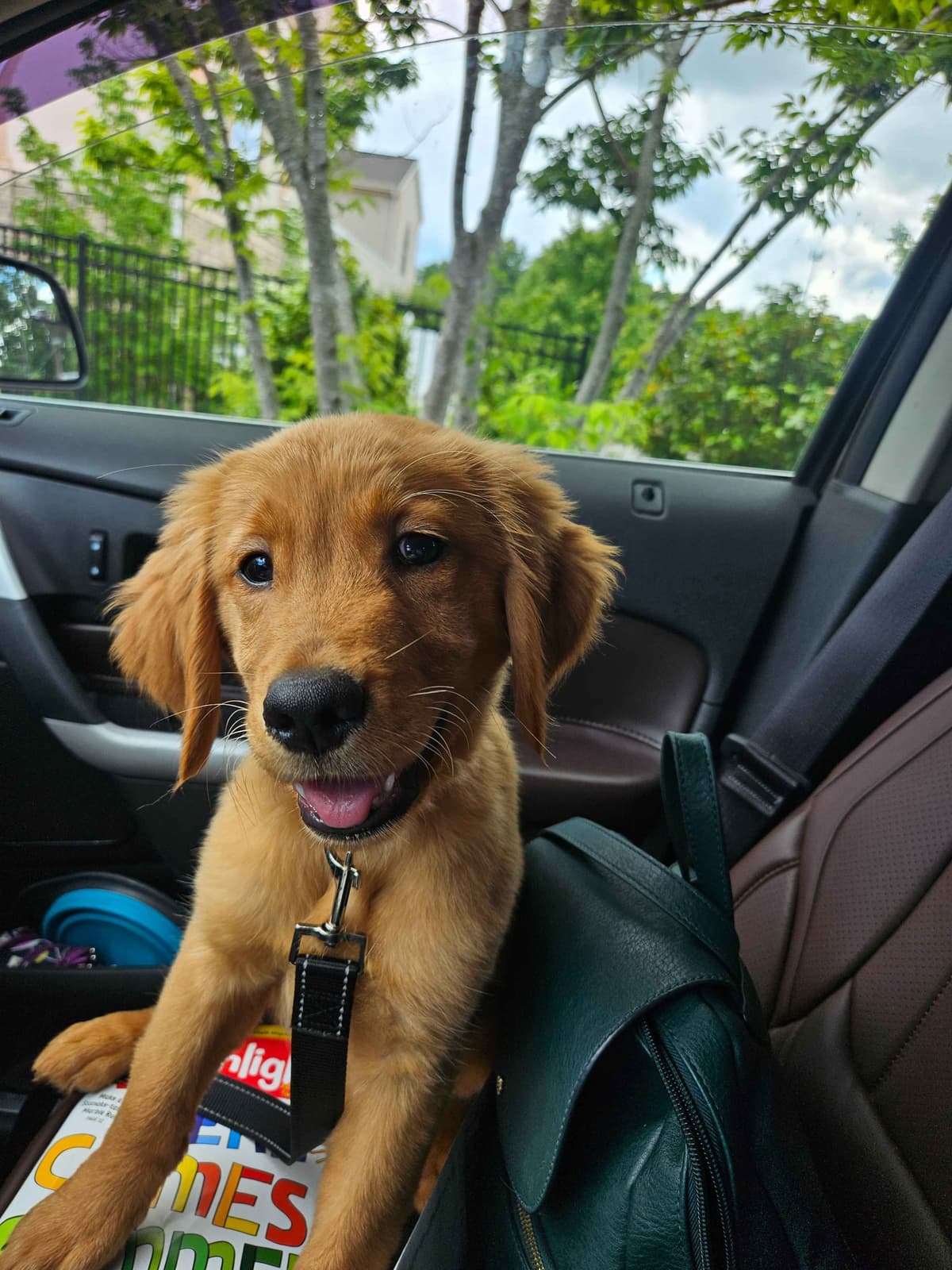 Southern Charm Golden Retrievers breeder image 5