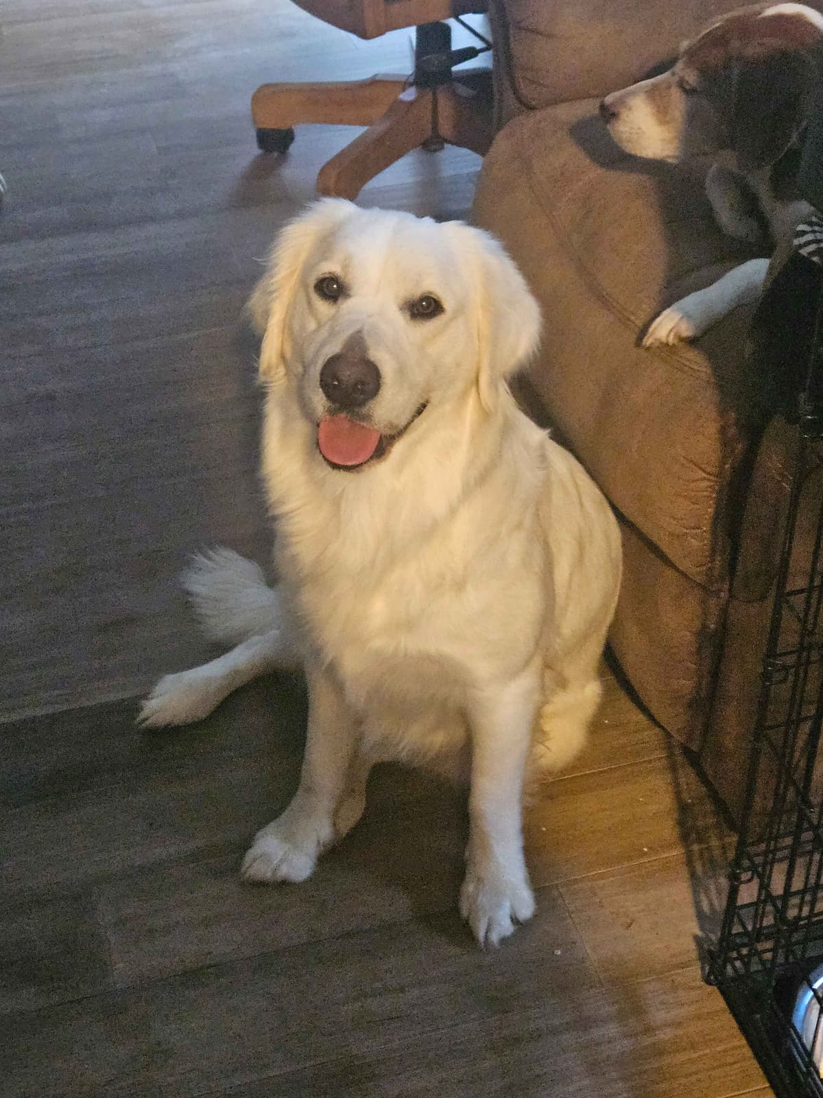 Southern Charm Golden Retrievers breeder image 13