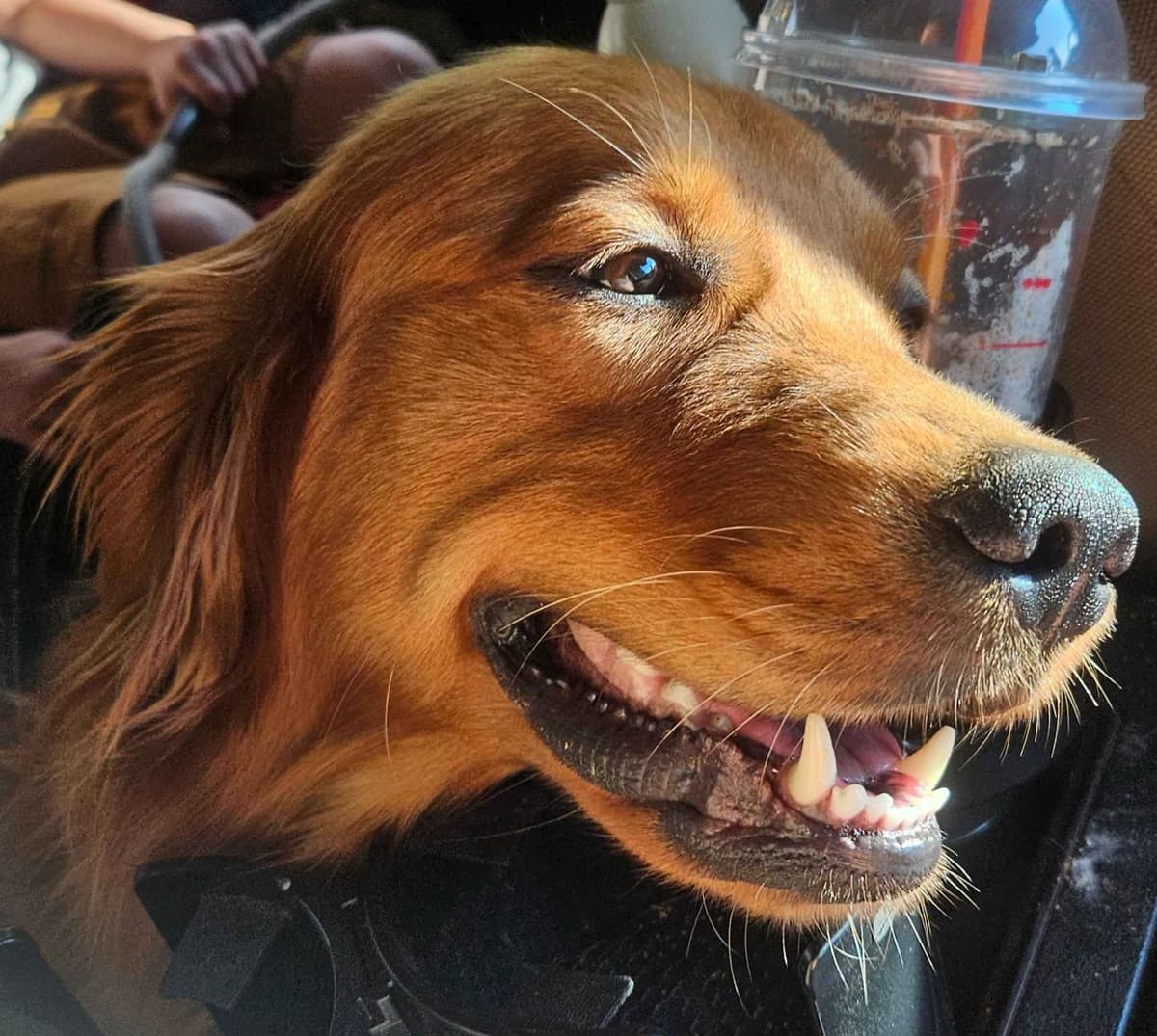 Southern Charm Golden Retrievers breeder image 6