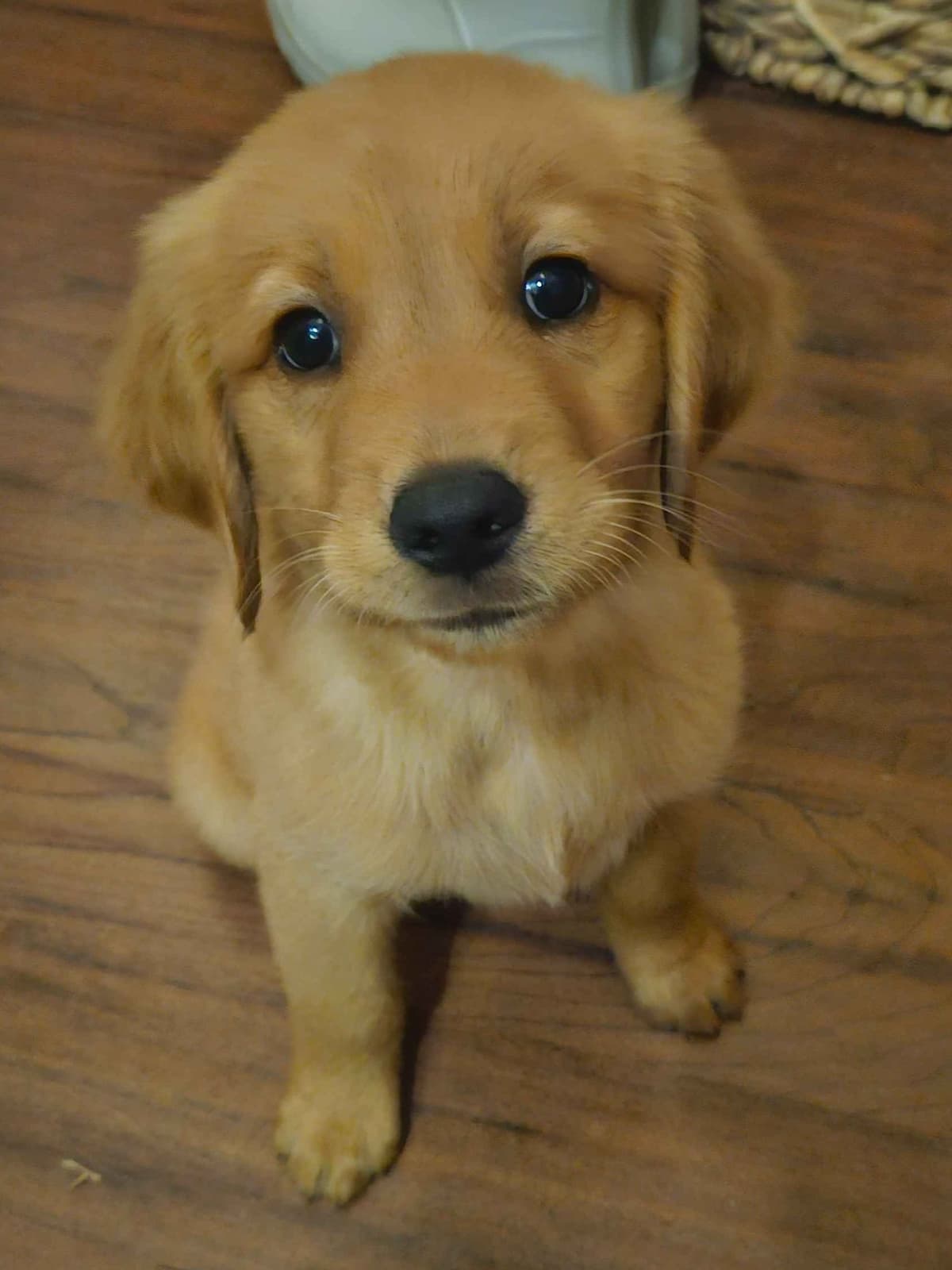 Southern Charm Golden Retrievers breeder image 8