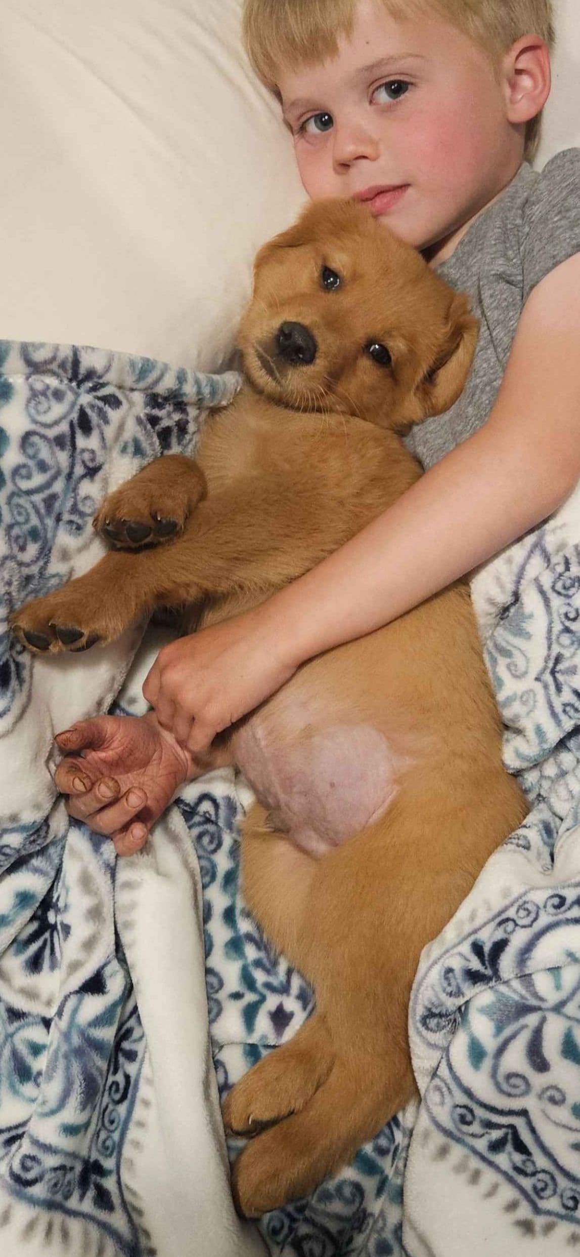 Southern Charm Golden Retrievers breeder image 9