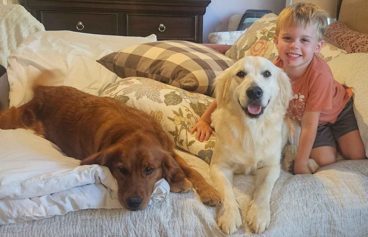 Southern Charm Golden Retrievers breeder image 11