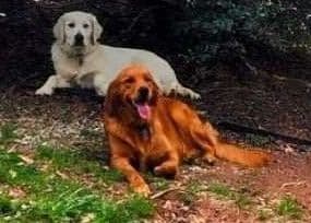 Southern Charm Golden Retrievers breeder image 12