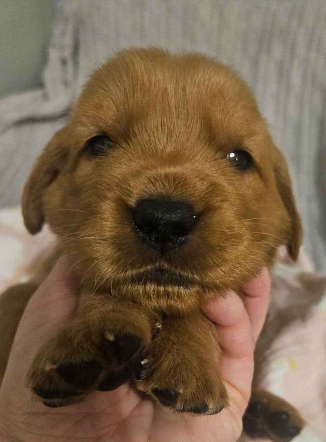 Southern Charm Golden Retrievers media 5