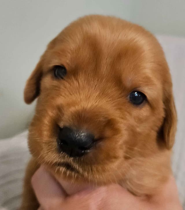 Southern Charm Golden Retrievers media 6