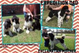 Poodles of Excellence