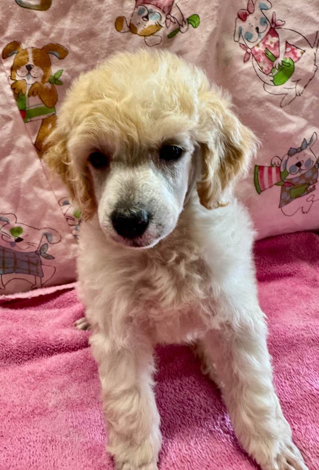 Poodle Puppies