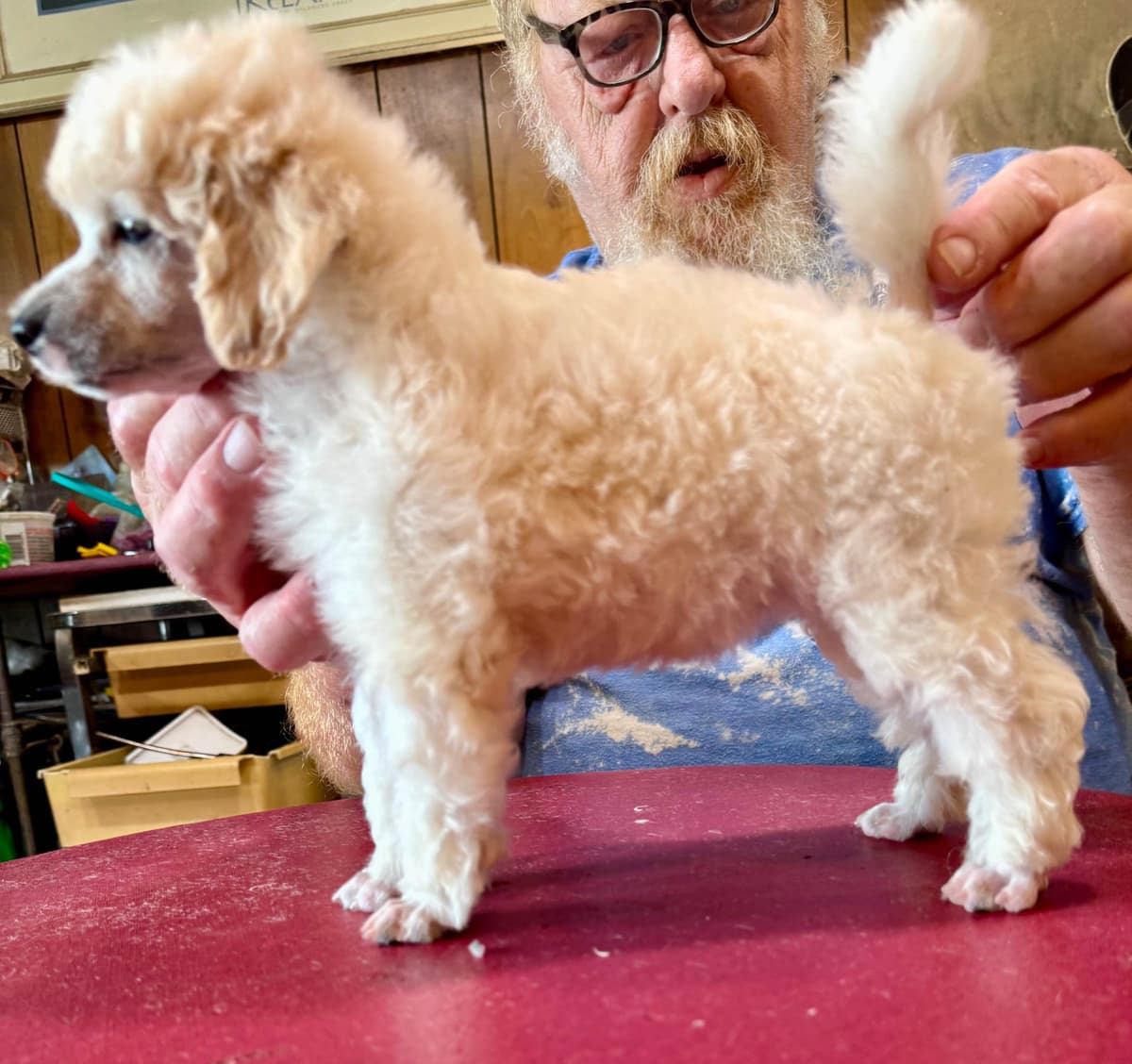 Poodle Puppies photo 2