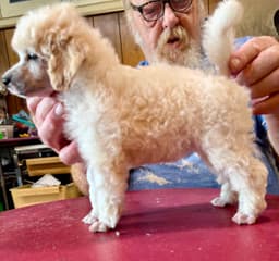 Poodle Puppies thumbnail 2
