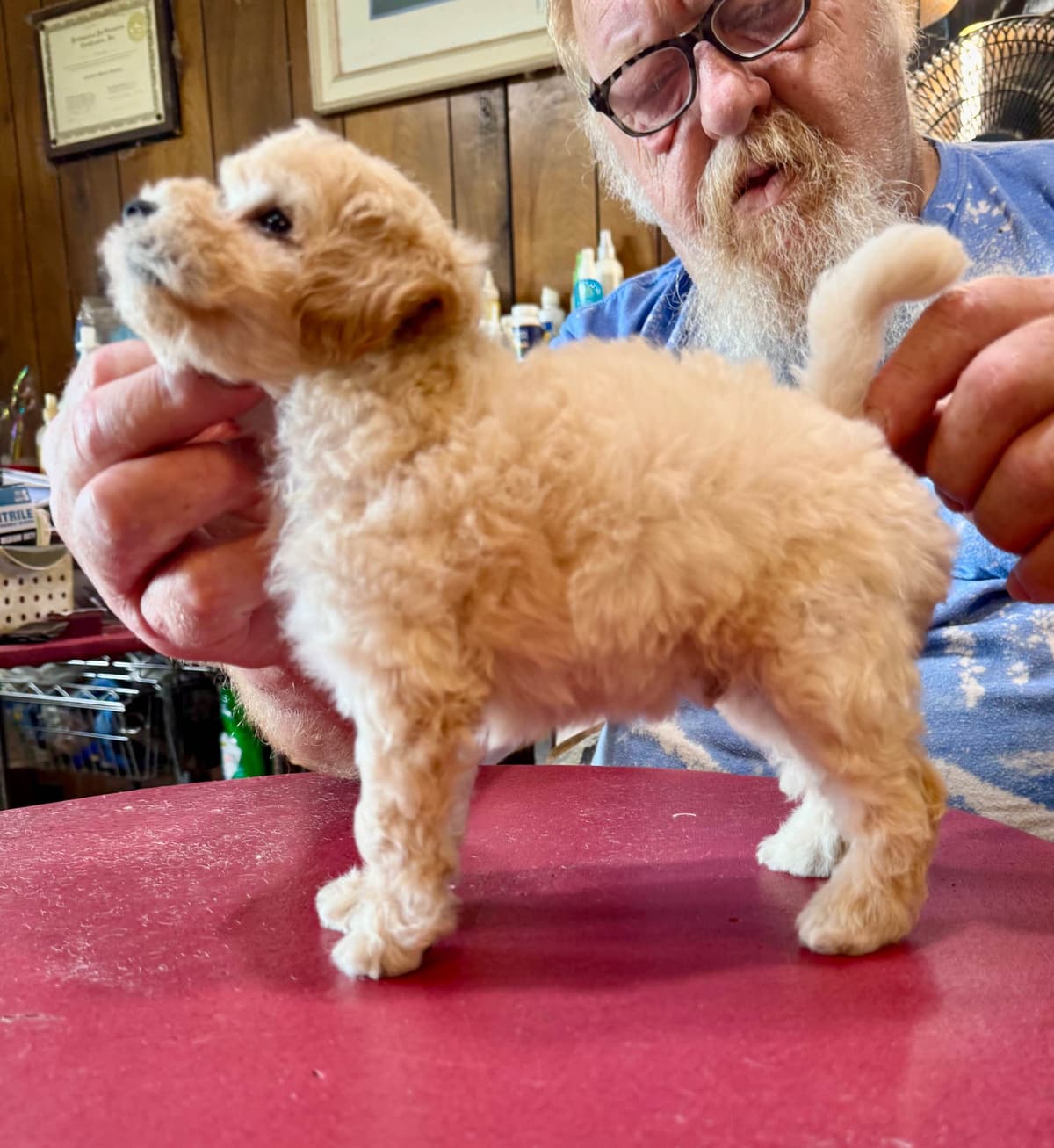 Poodle Puppies photo 3