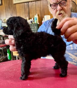 Poodle Puppies thumbnail 4