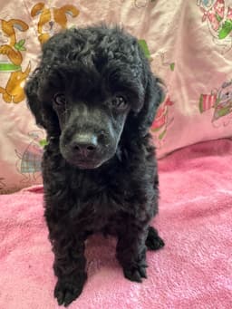 Poodle Puppies thumbnail 5
