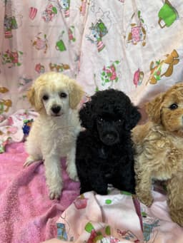 Poodle Puppies thumbnail 6
