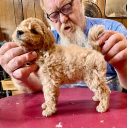 Poodle Puppies thumbnail 7