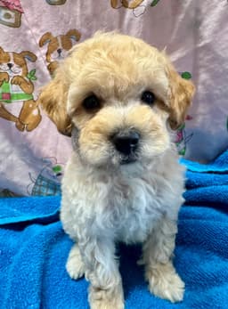 Poodle Puppies thumbnail 8