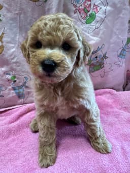 Poodle Puppies thumbnail 9