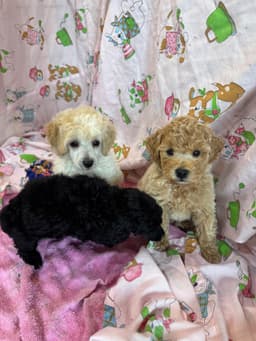 Poodle Puppies thumbnail 10