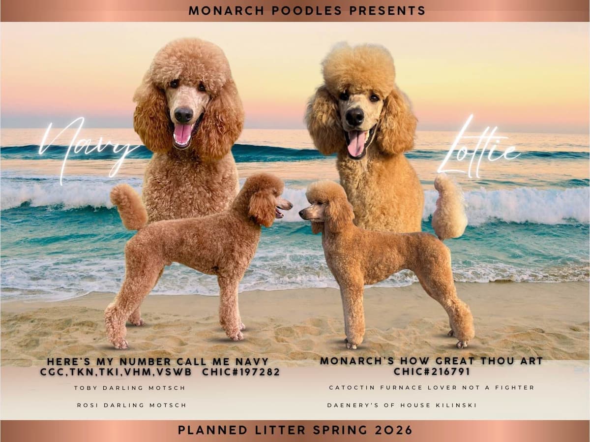 Poodle Puppies breeder image 1