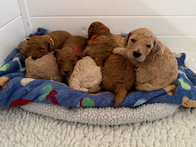 Poodle Puppies media 2
