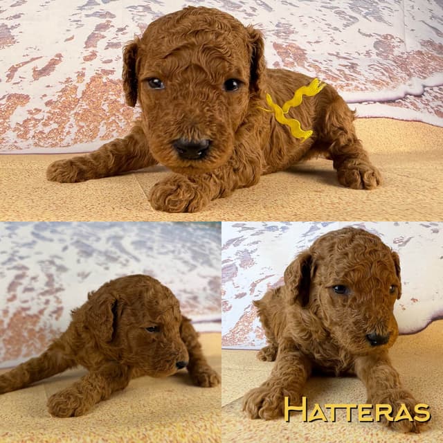 Poodle Puppies media 3