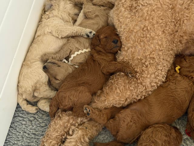 Poodle Puppies media 5