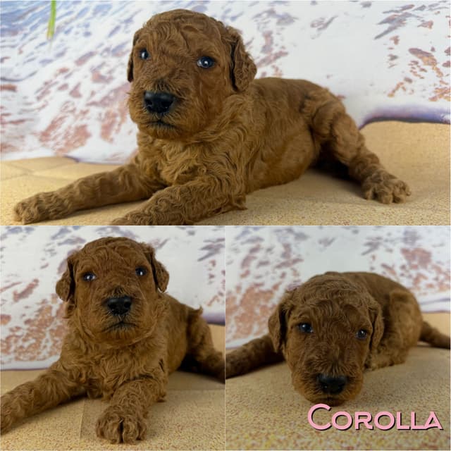 Poodle Puppies media 10