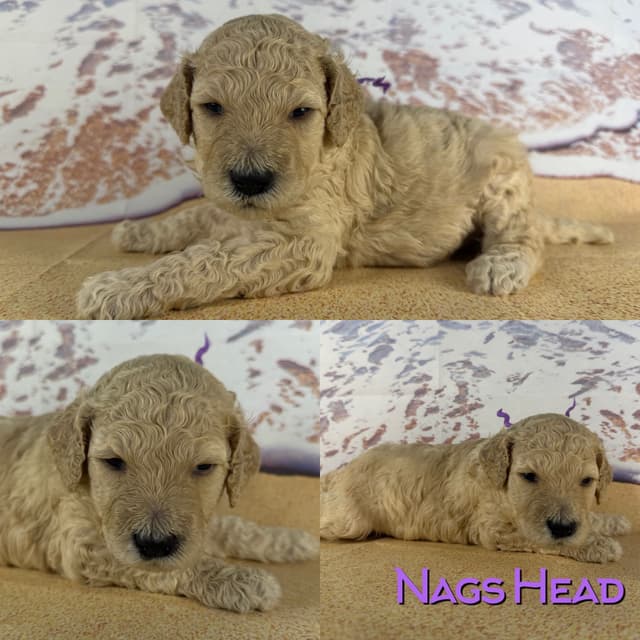 Poodle Puppies media 9