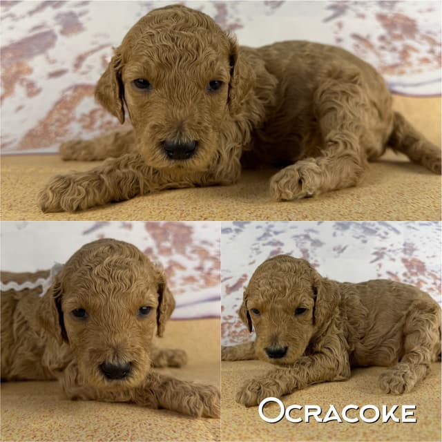 Poodle Puppies media 8