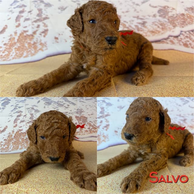 Poodle Puppies media 11
