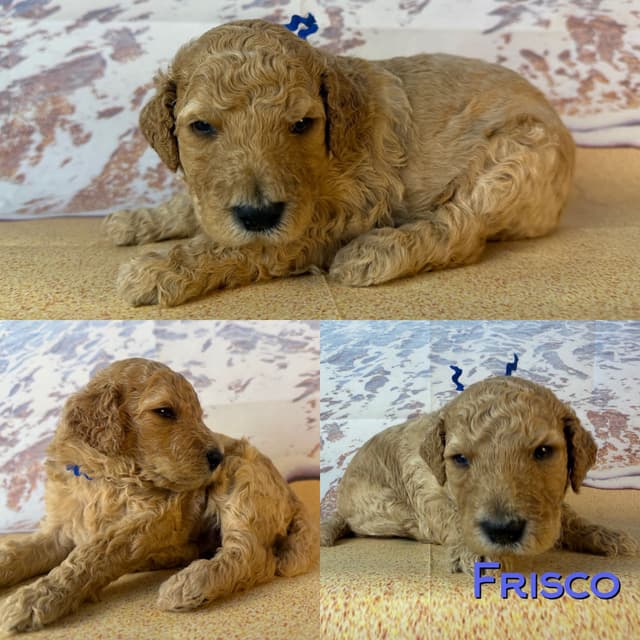 Poodle Puppies media 12