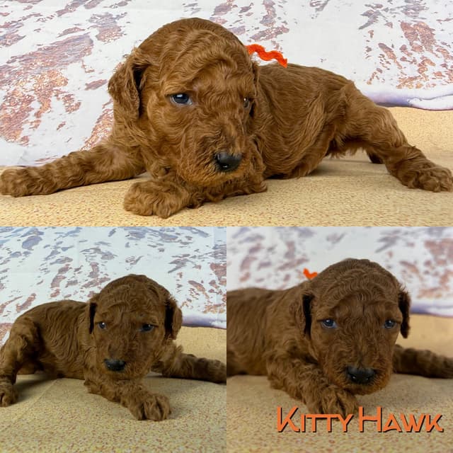 Poodle Puppies media 13