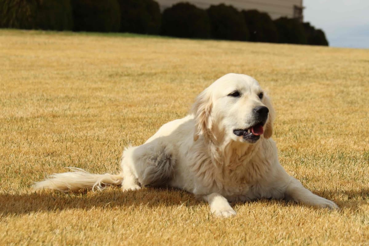Golden Retriever Puppy breeder image 2