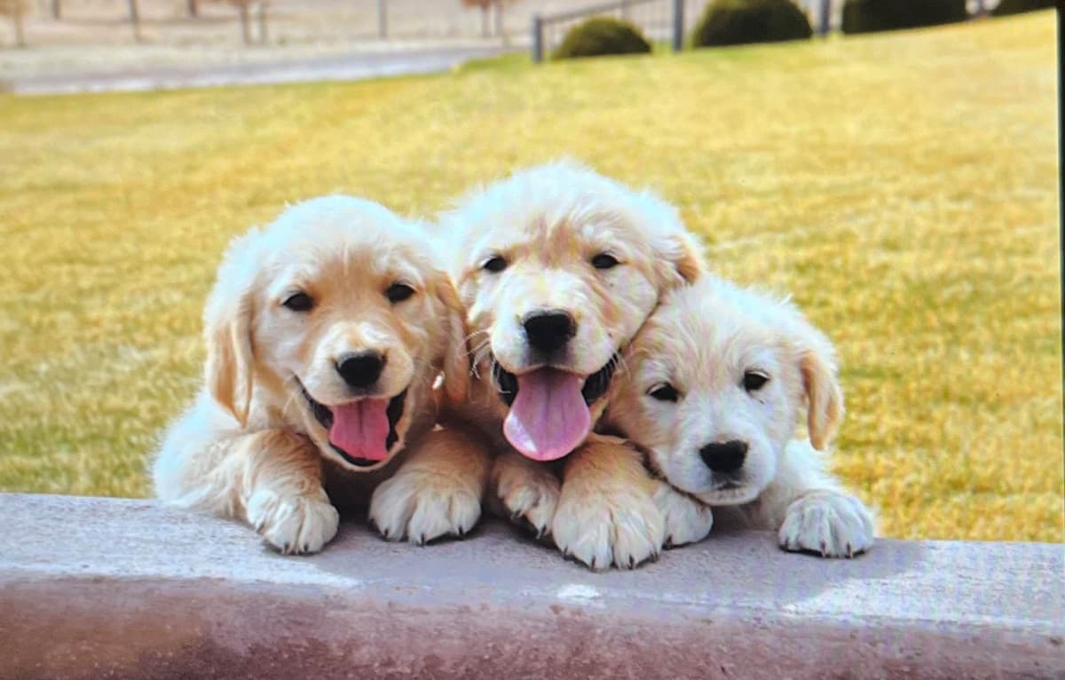 Golden Retriever Puppy breeder image 3