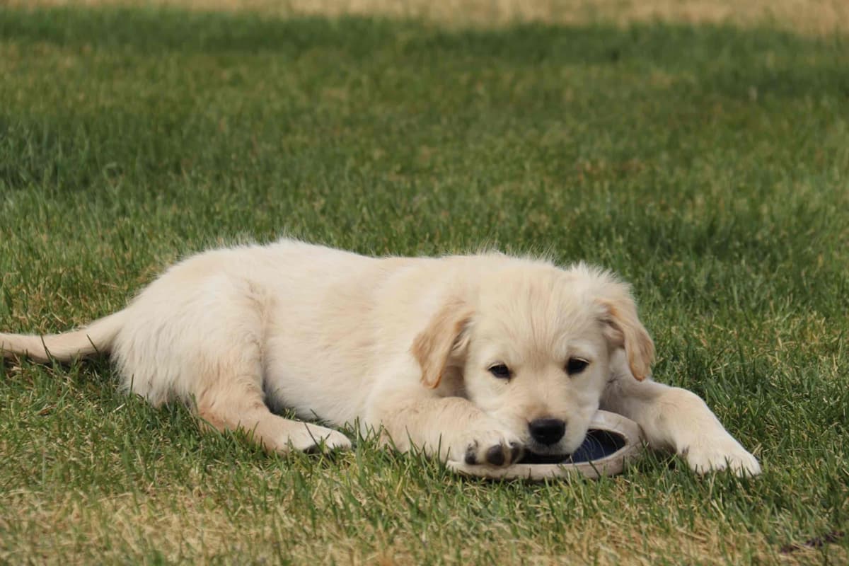 Golden Retriever Puppy breeder image 4