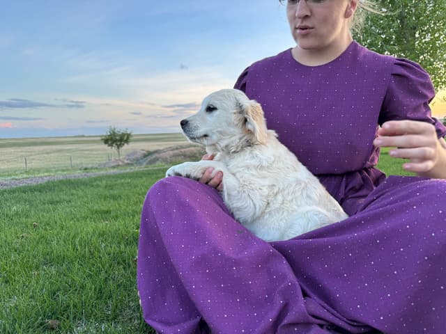 Golden Retriever Puppy media 2