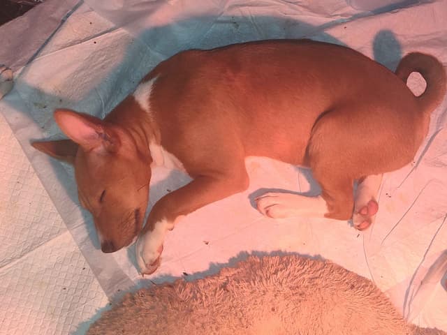 Basenji Puppies media 4