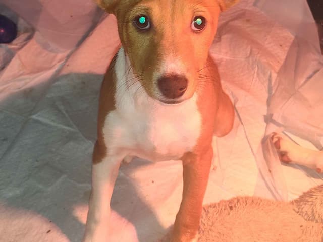 Basenji Puppies media 2