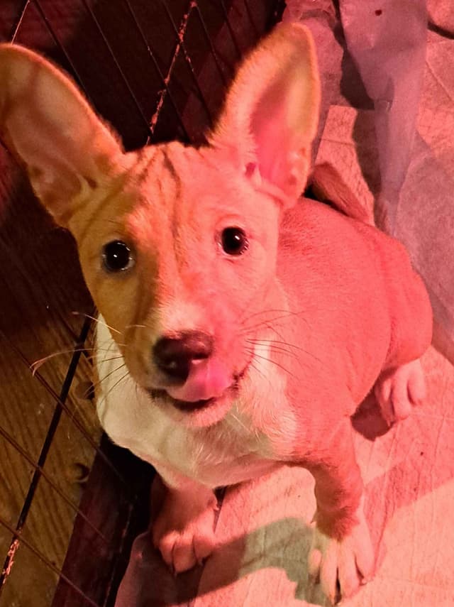 Basenji Puppies media 3