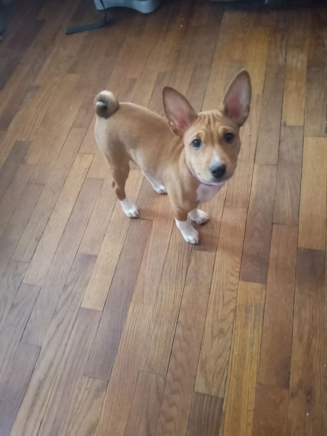 Basenji Puppies media 6