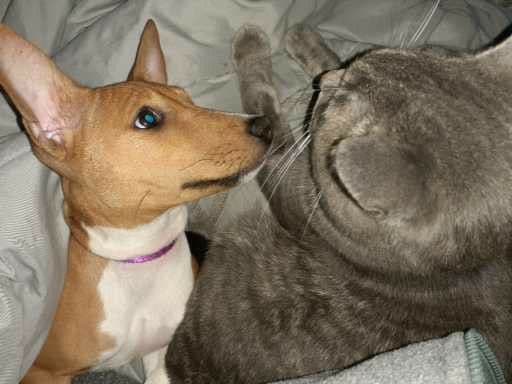 Basenji Puppies breeder image 1
