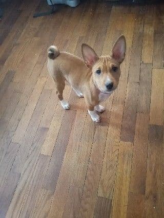 Basenji Puppies breeder image 2