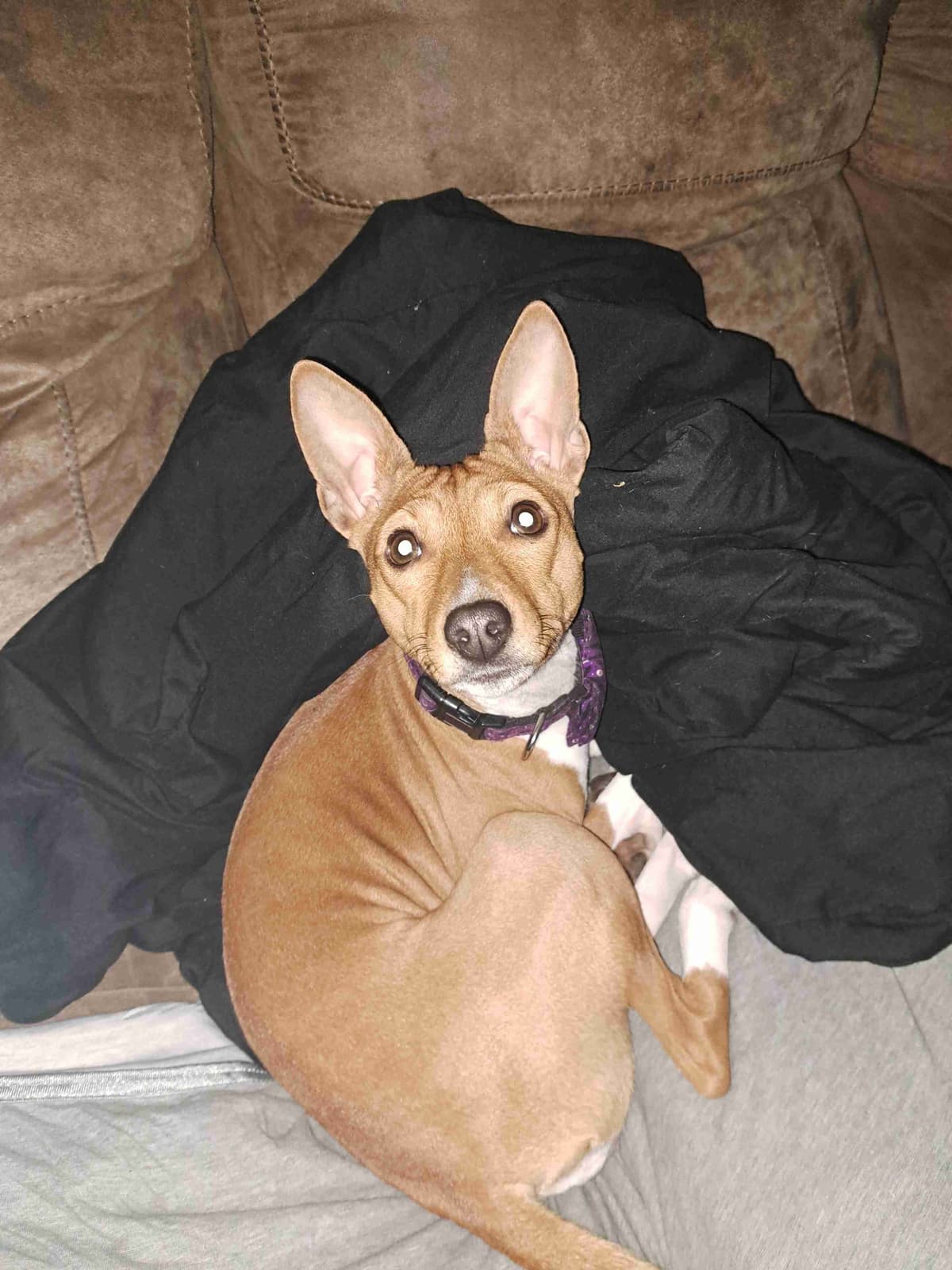 Basenji Puppies breeder image 3