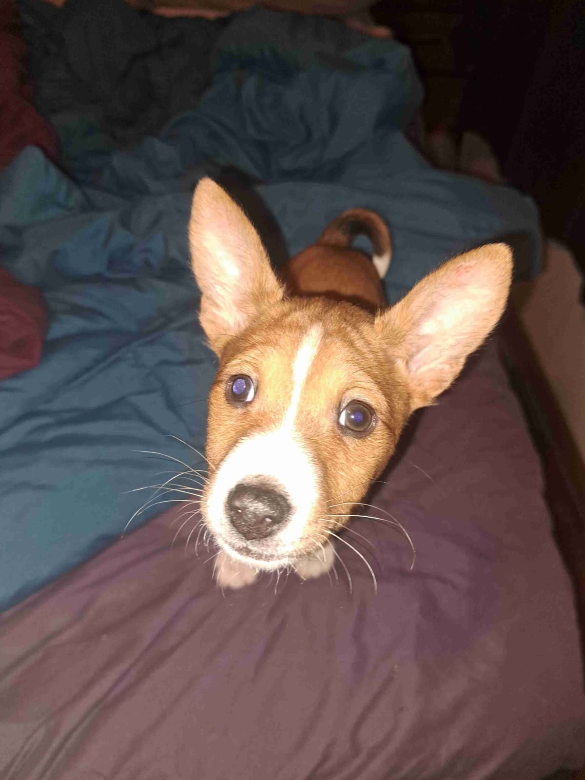 Basenji Puppies breeder image 5