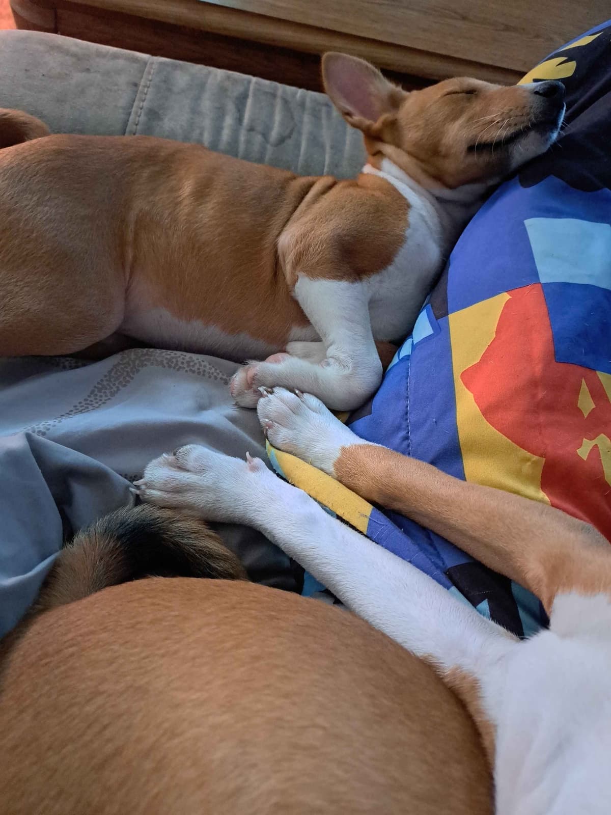 Basenji Puppies breeder image 8