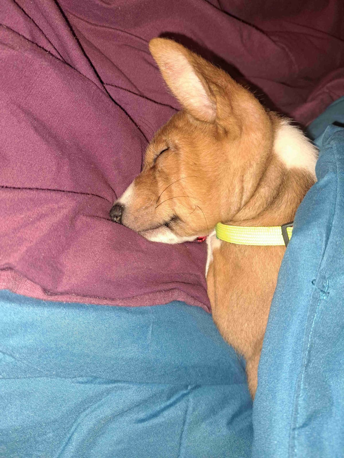 Basenji Puppies breeder image 7